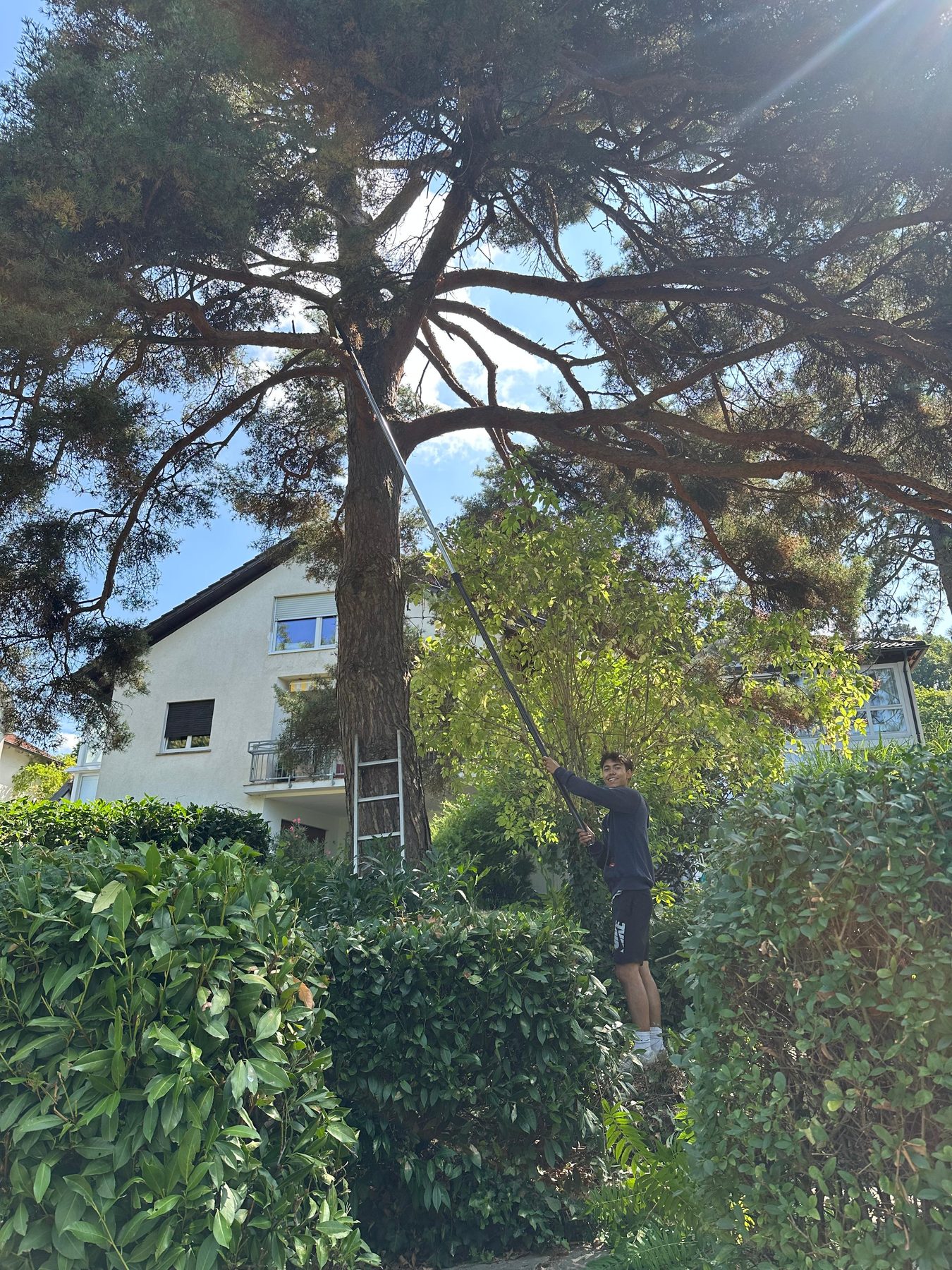Student schneidet mit einer Teleskop-Astsäge Äste einer hohen Kiefer