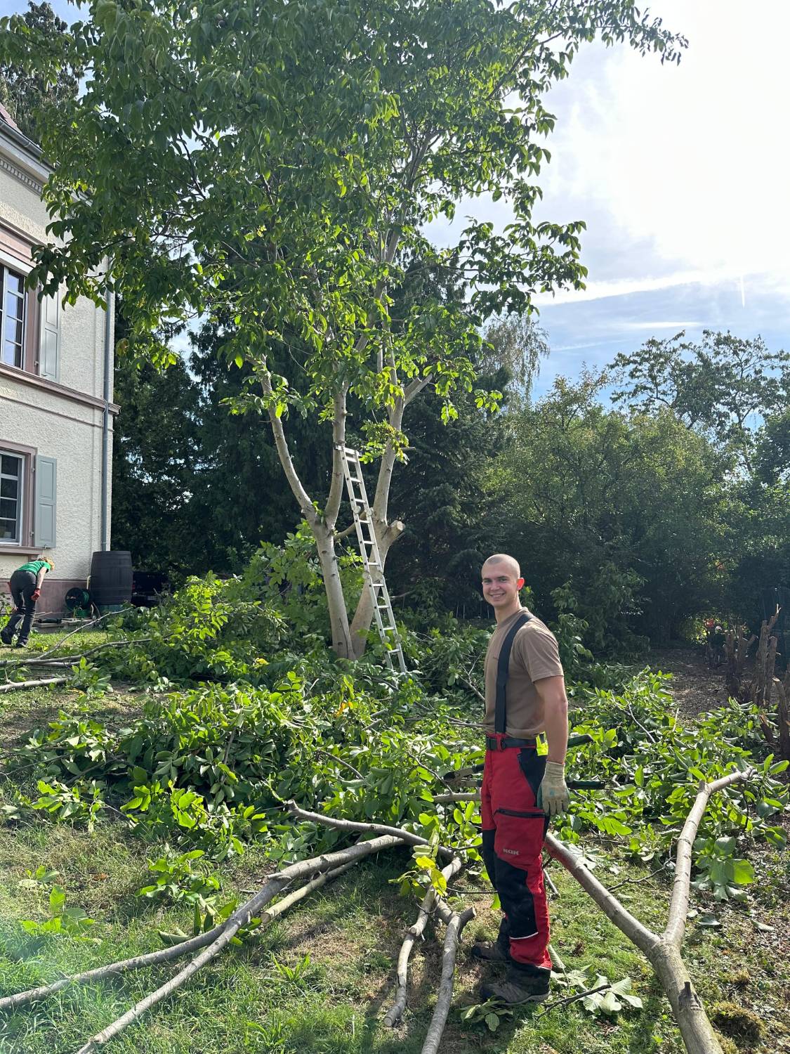 Teammitglied vor einem frisch ausgelichteten Walnussbaum mit angelehnter Leiter