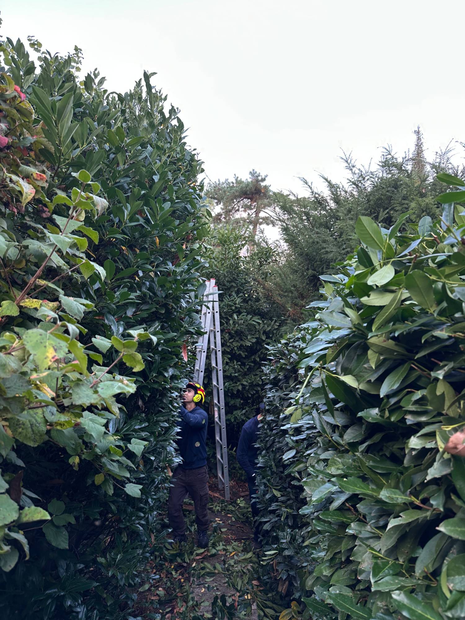 Teammitglied mit Helm und Gehörschutz schneidet eine hohe Kirschlorbeerhecke, daneben eine Leiter