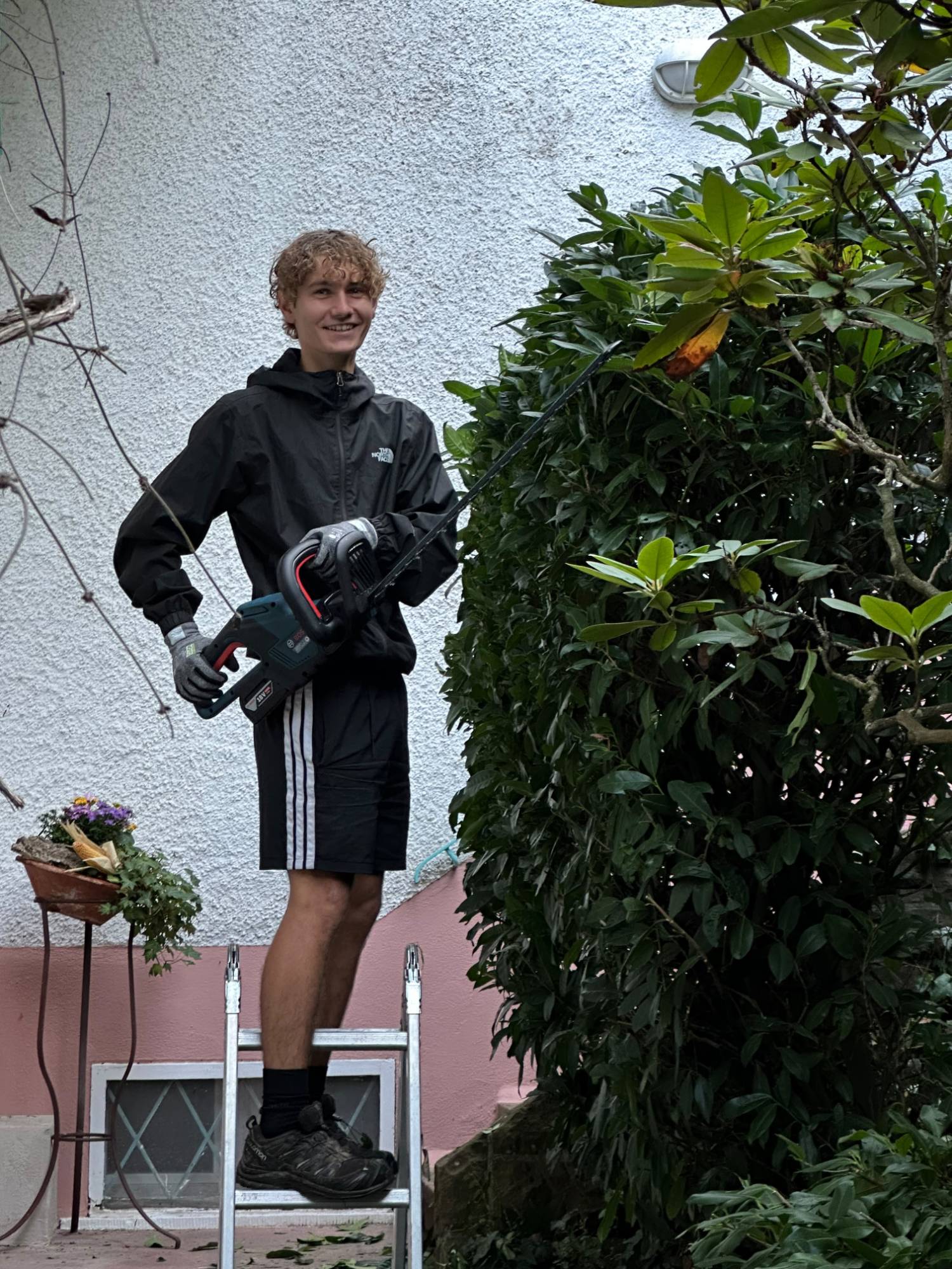 Teammitglied steht mit Akku-Heckenschere auf einer Leiter neben einem Strauch